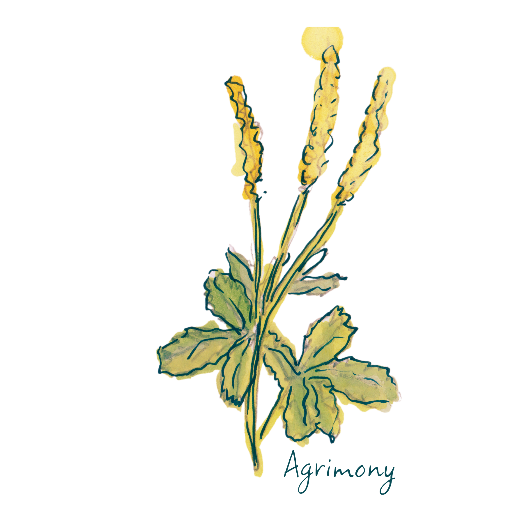 Agrimony