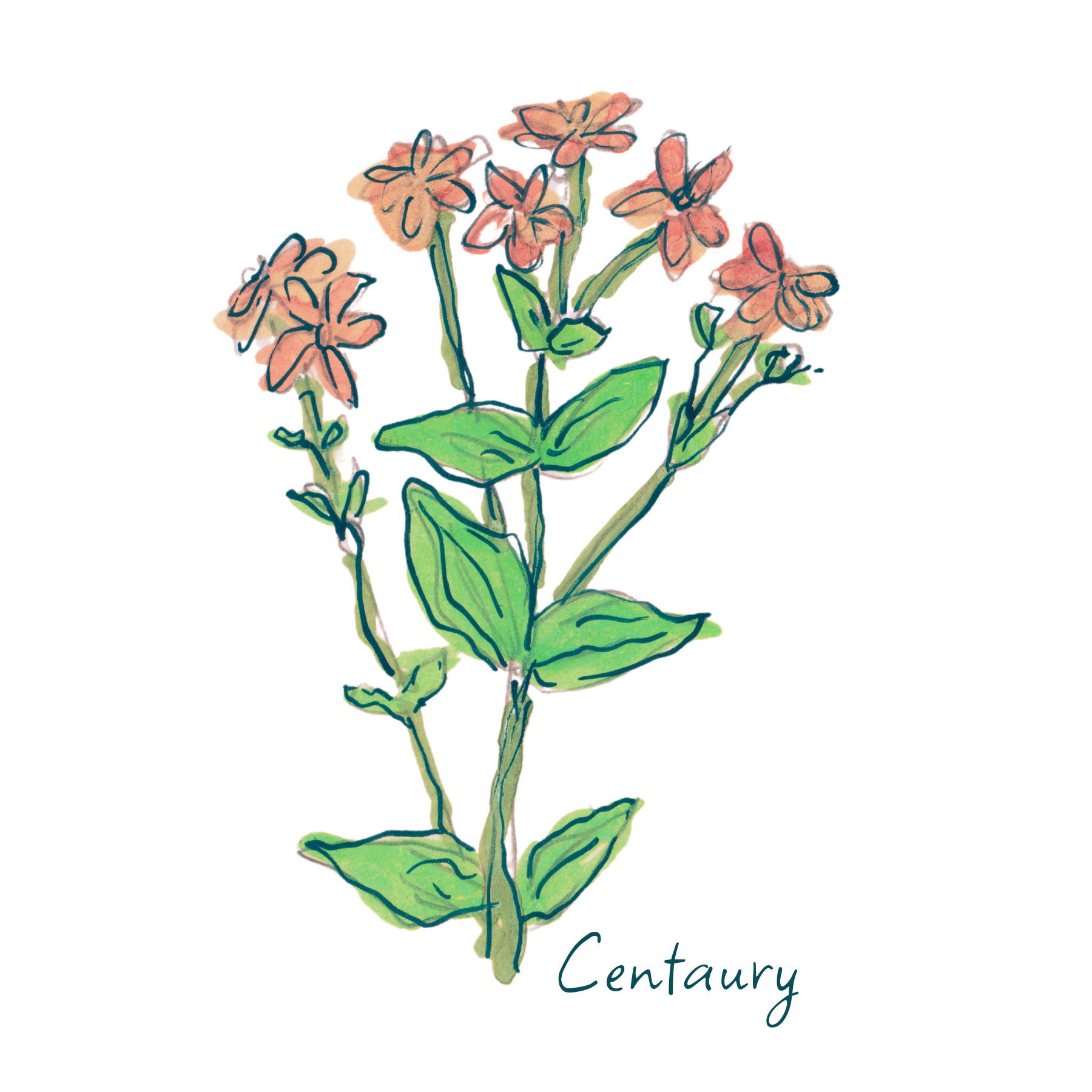 Centaury