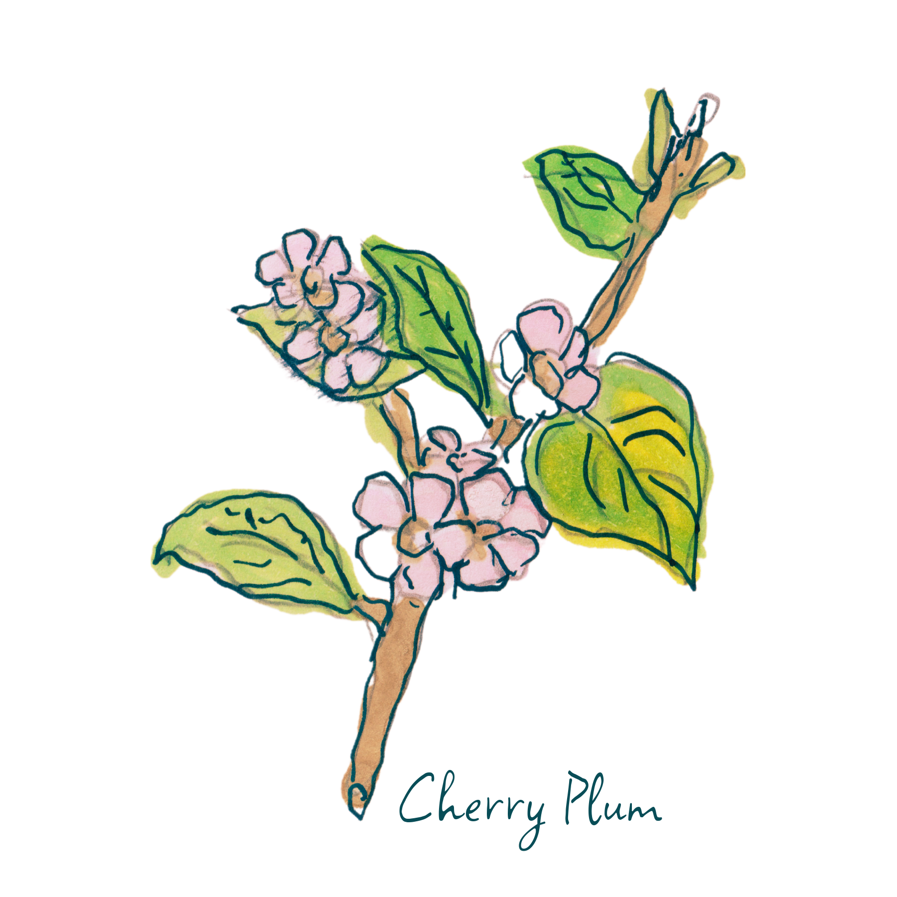 Cherry Plum