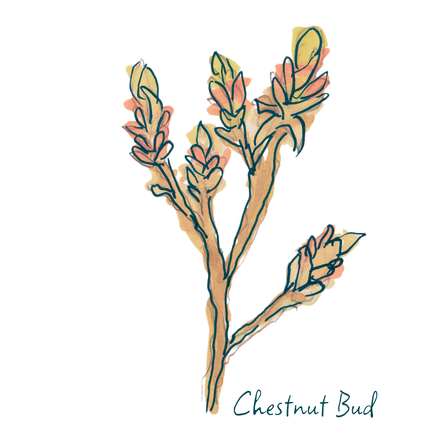 Chestnut Bud