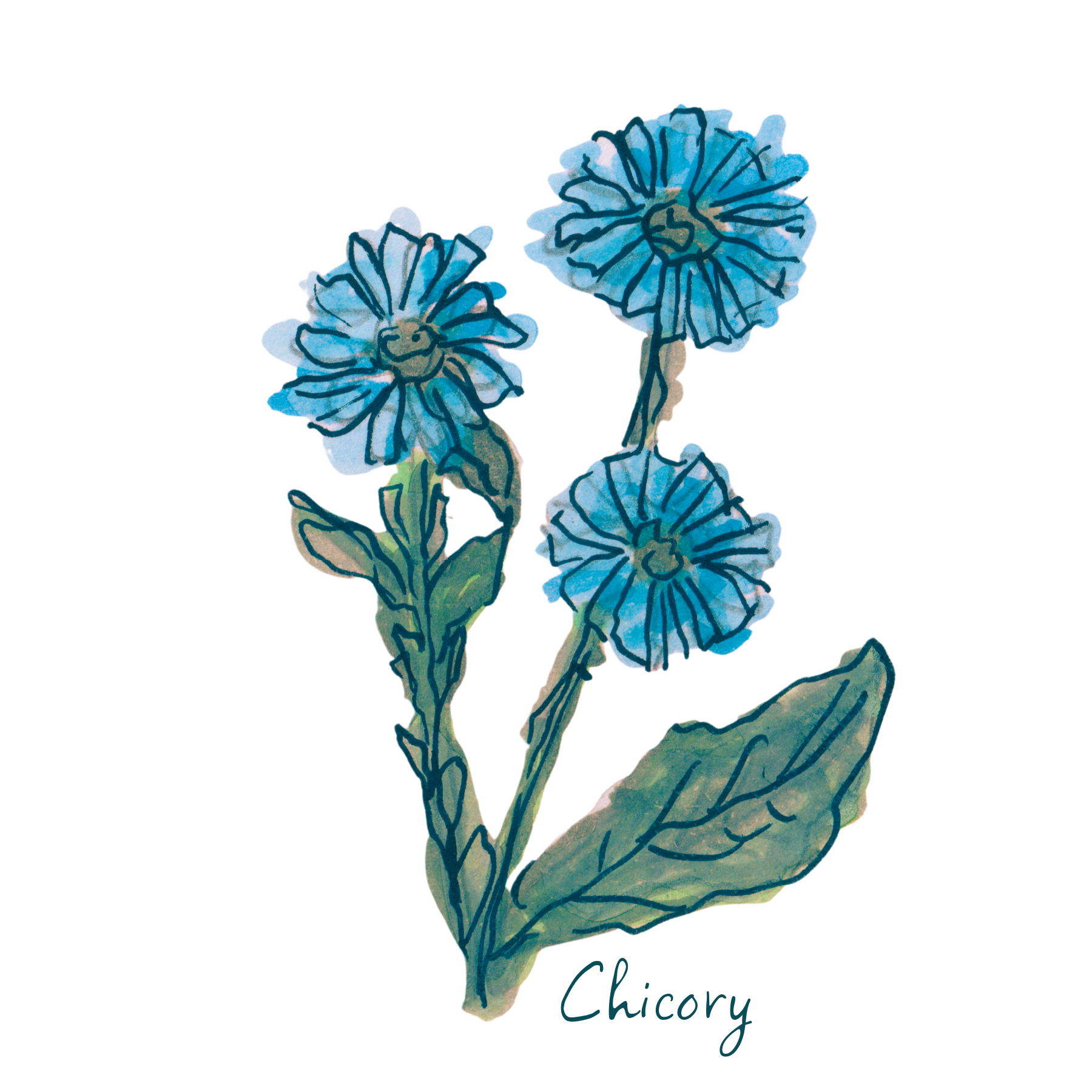 Chicory