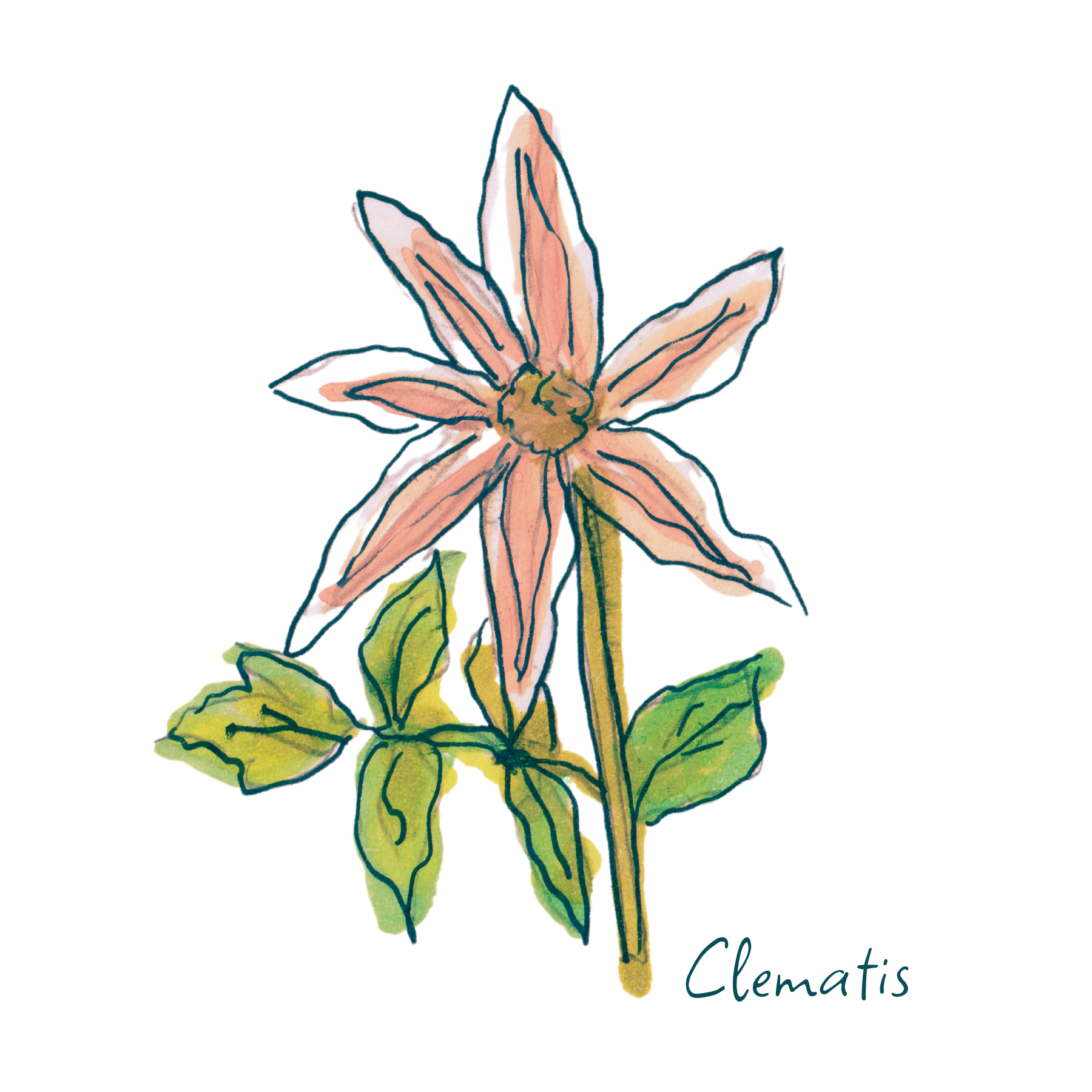 Clematis