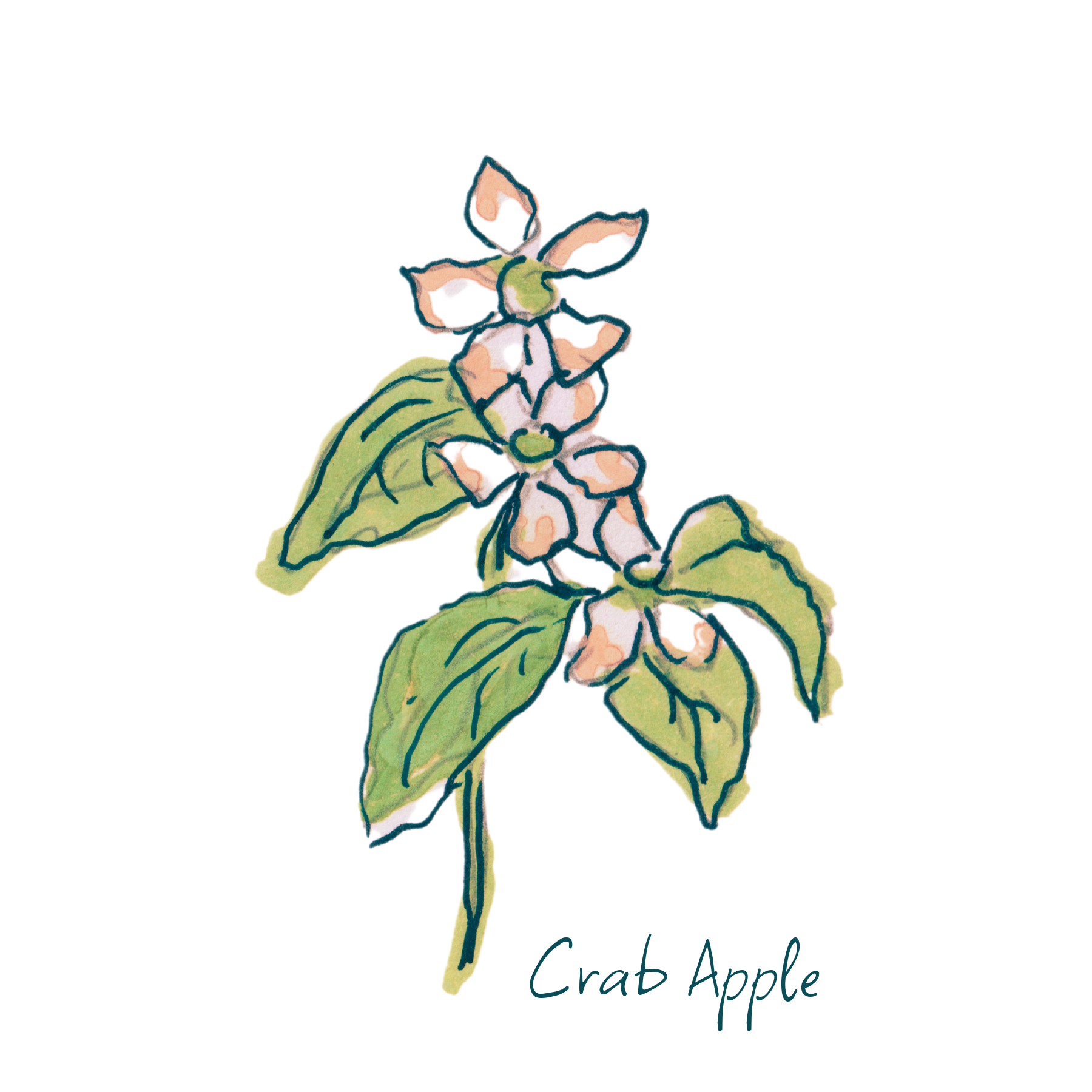 Crab Apple