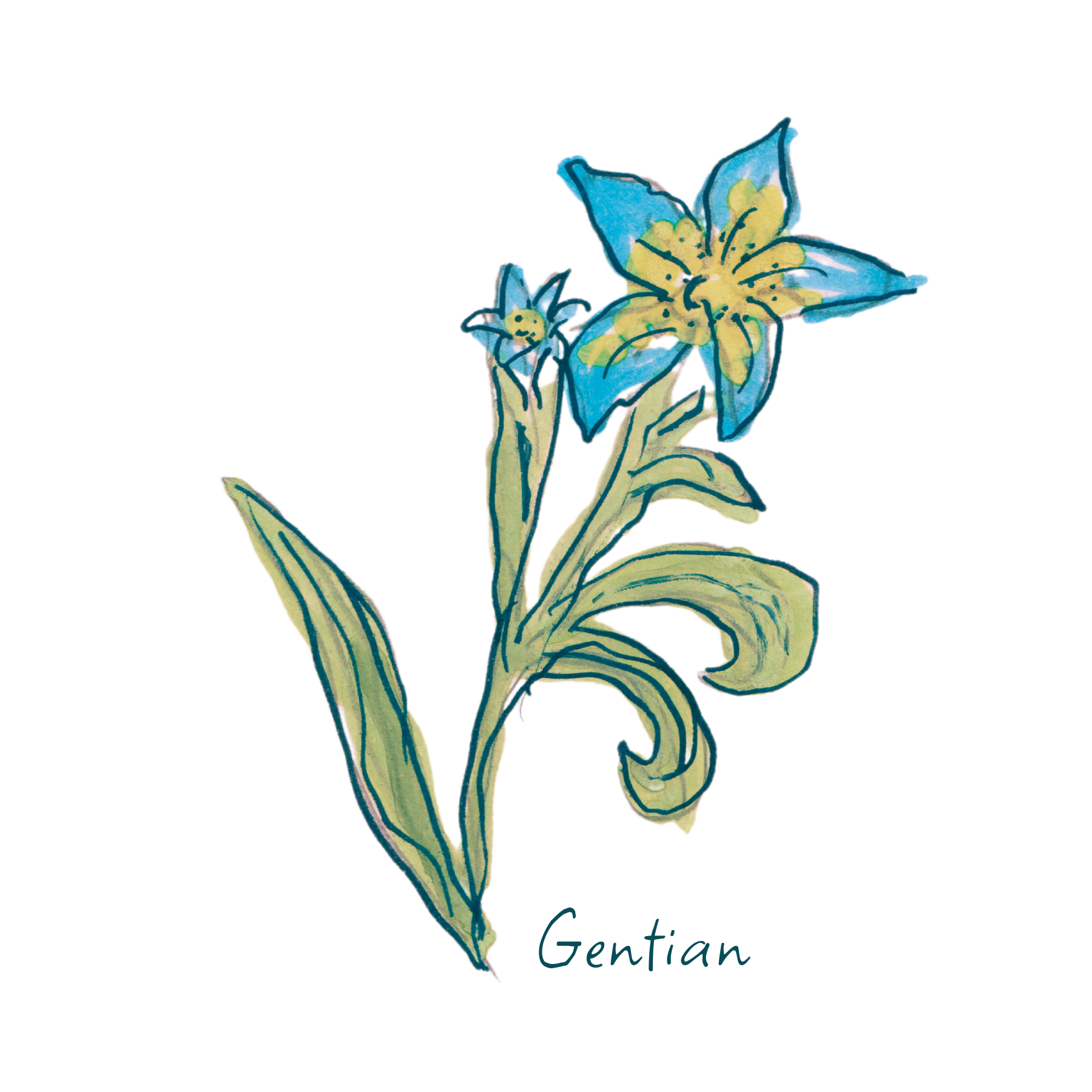 Gentian