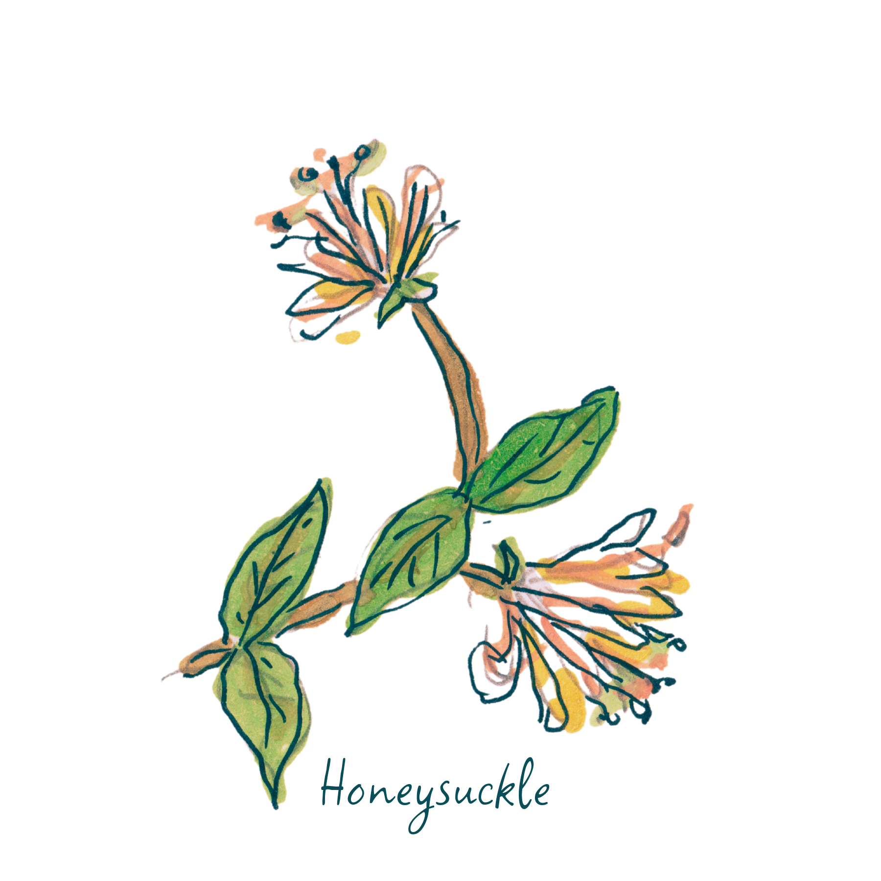 Honeysuckle