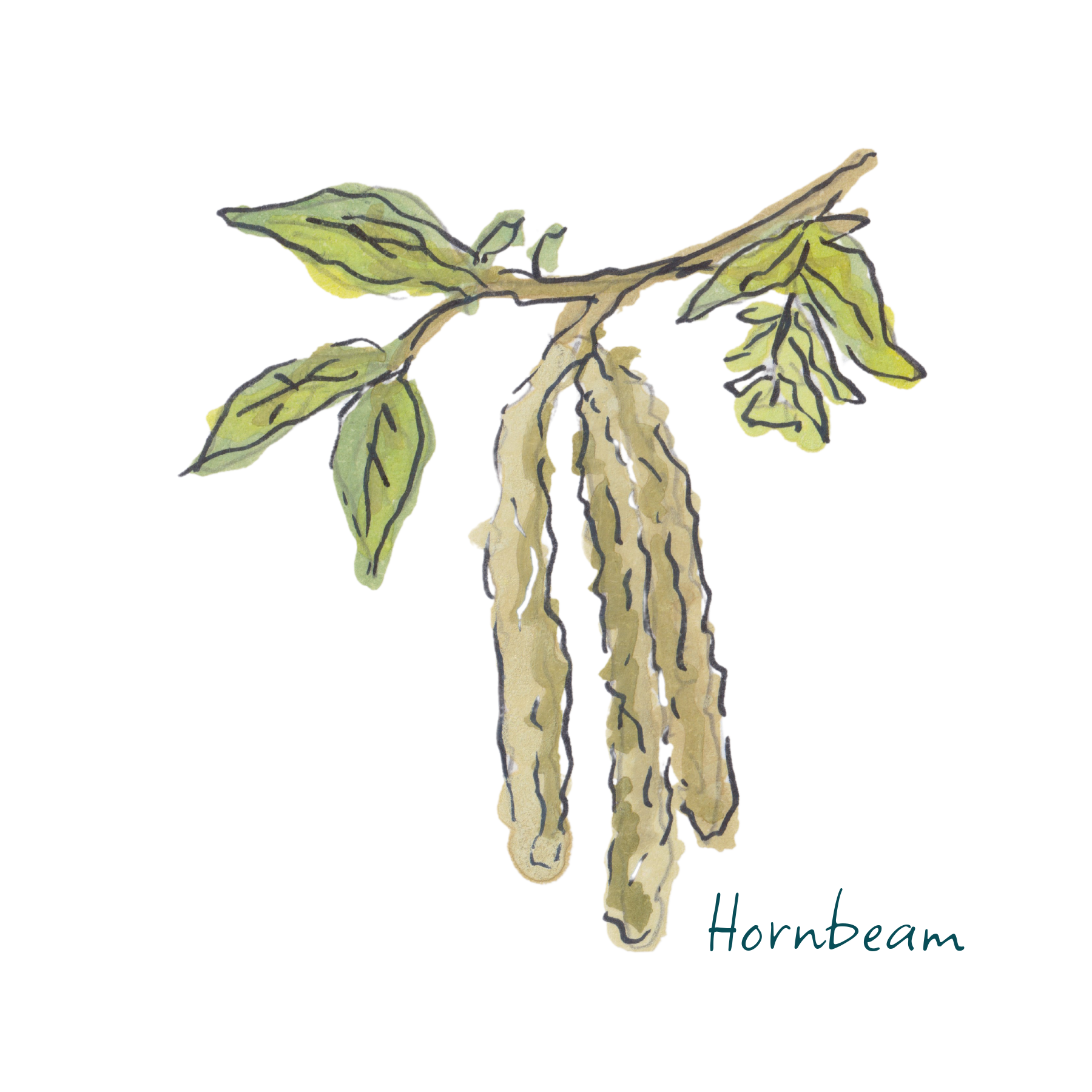 Hornbeam