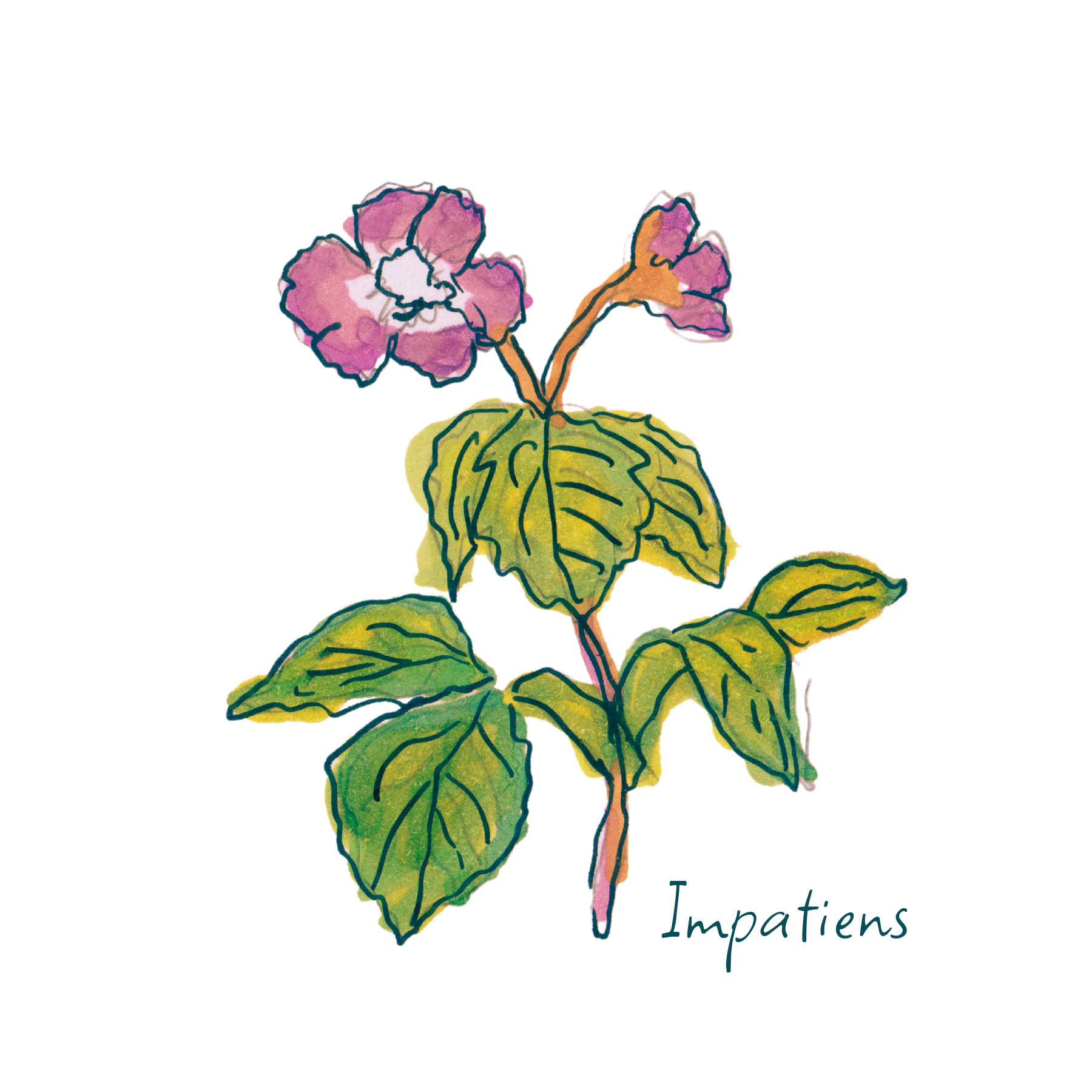 Impatiens