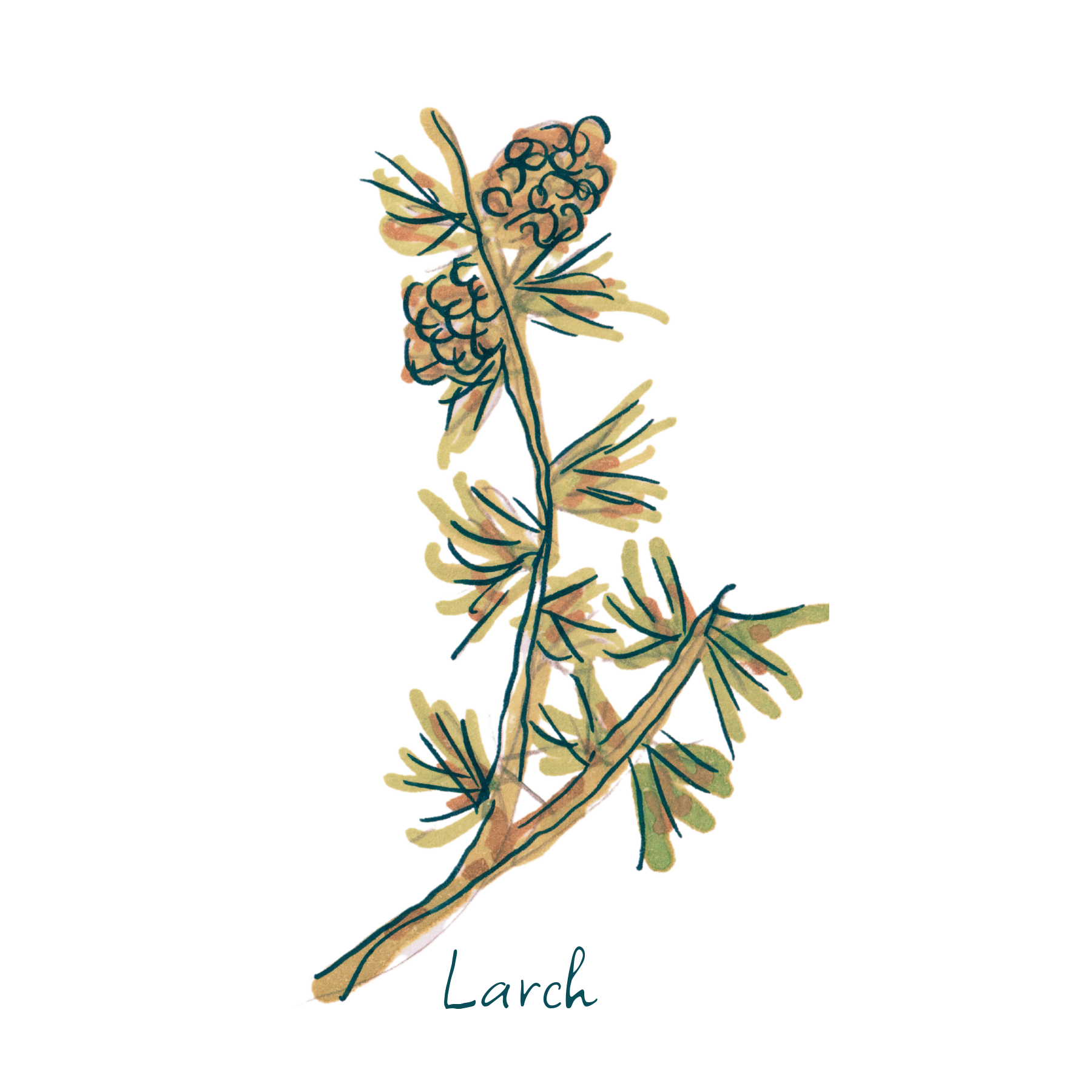 Larch