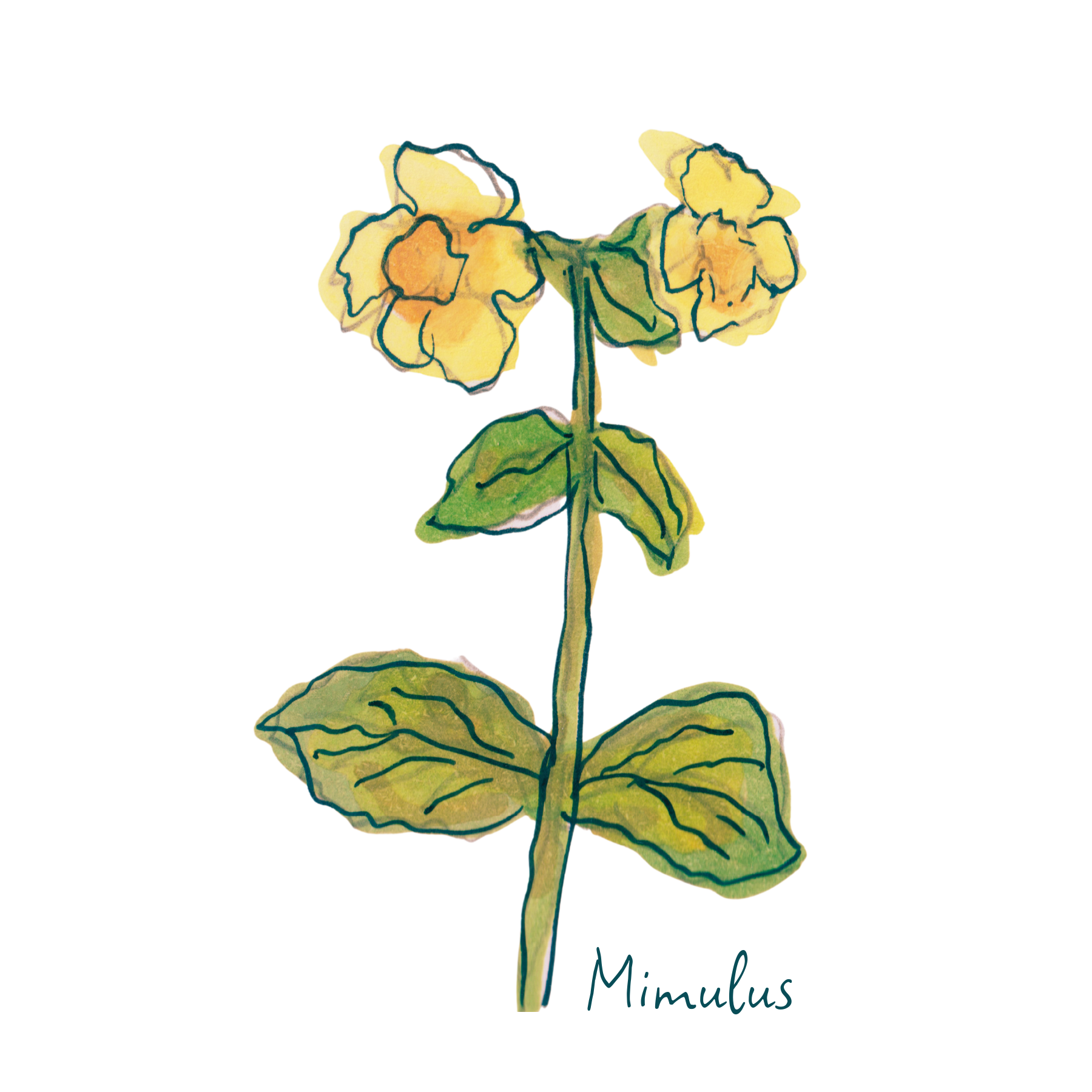 Mimulus