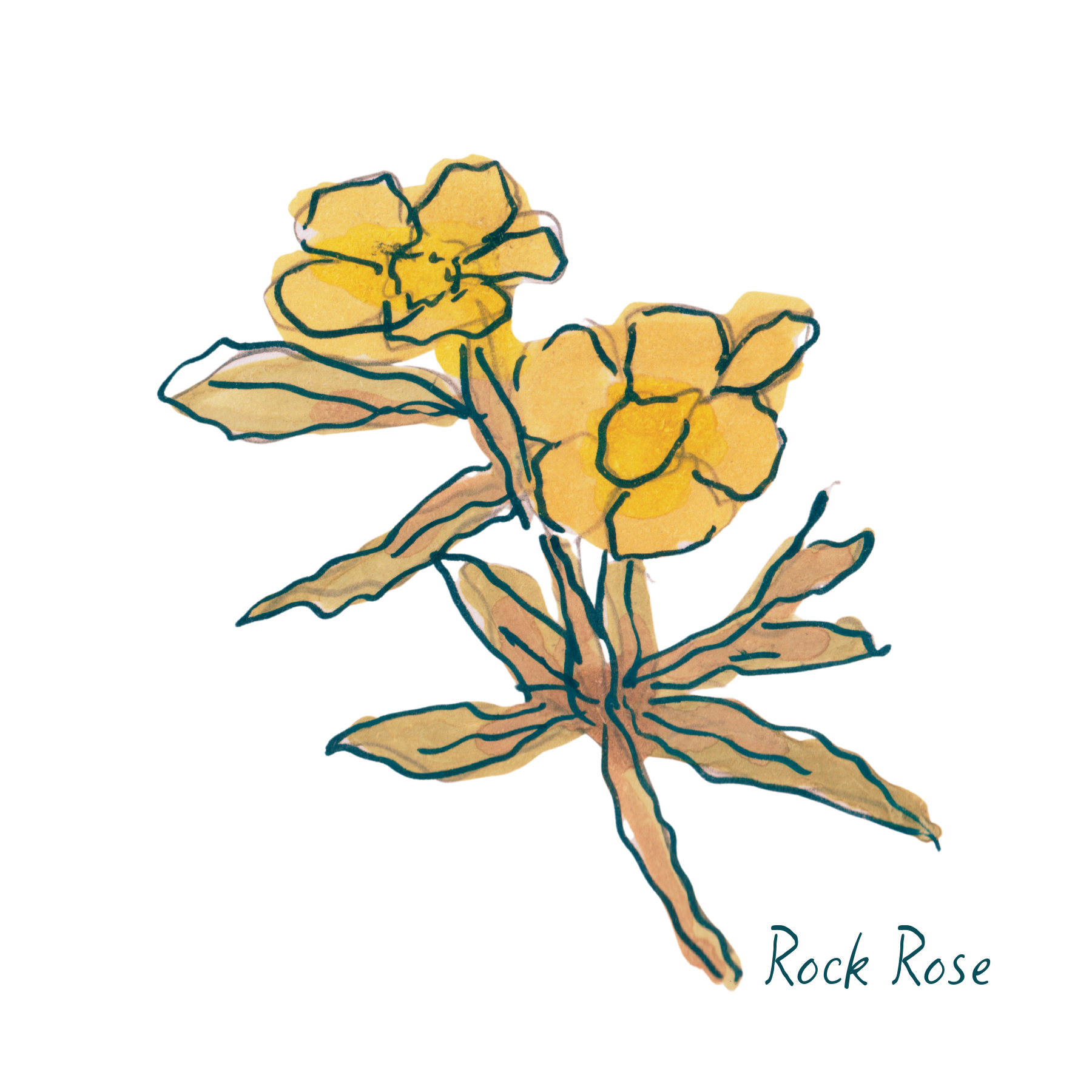 Rock Rose