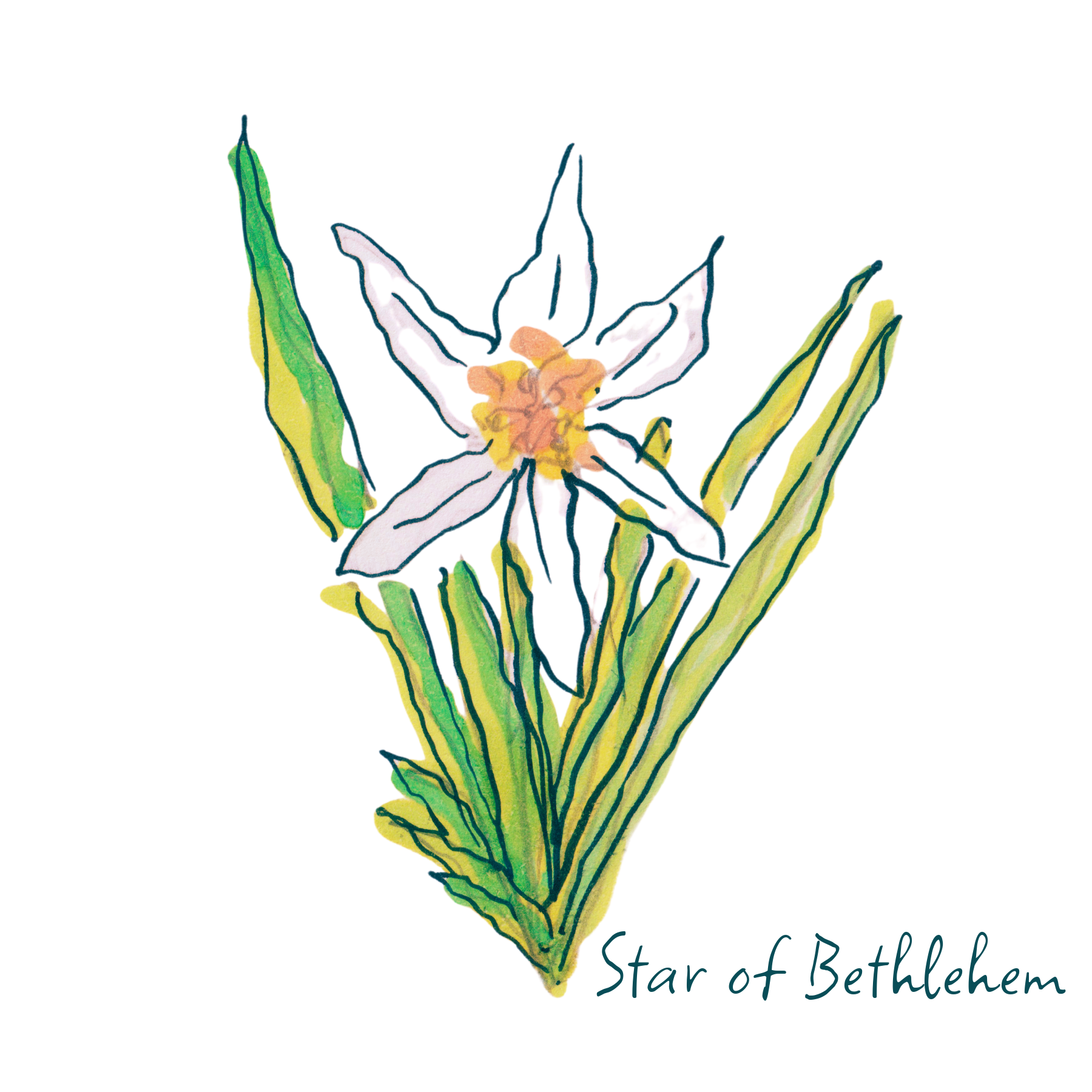 Star of Bethlehem