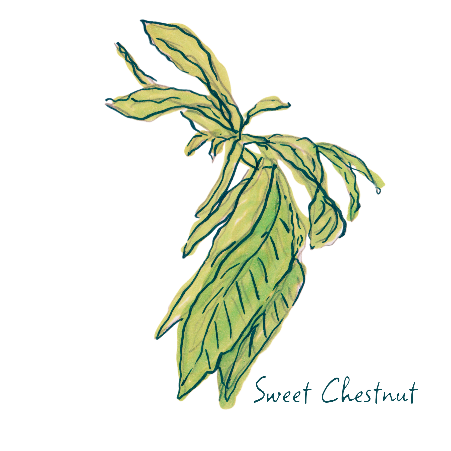 Sweet Chestnut