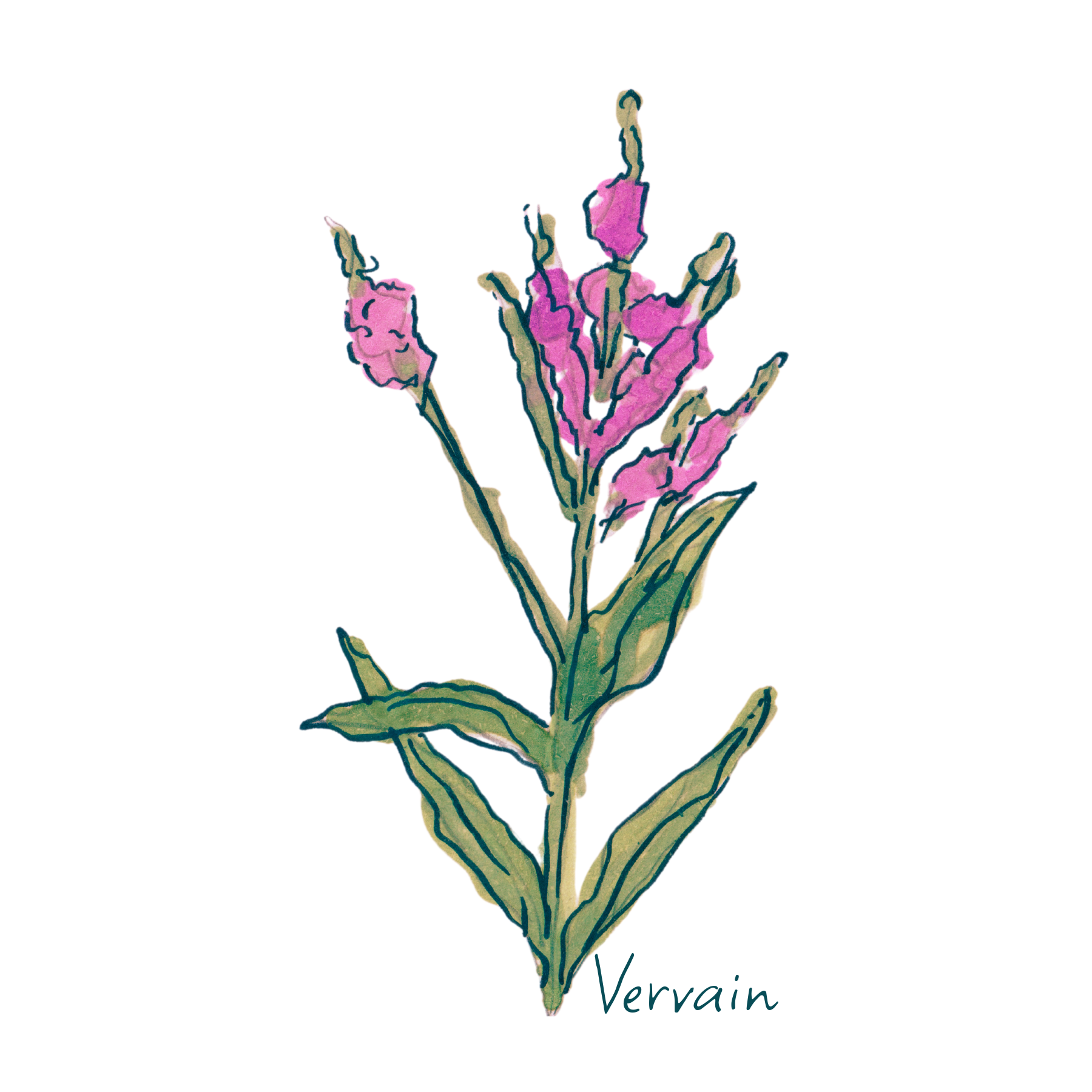 Vervain