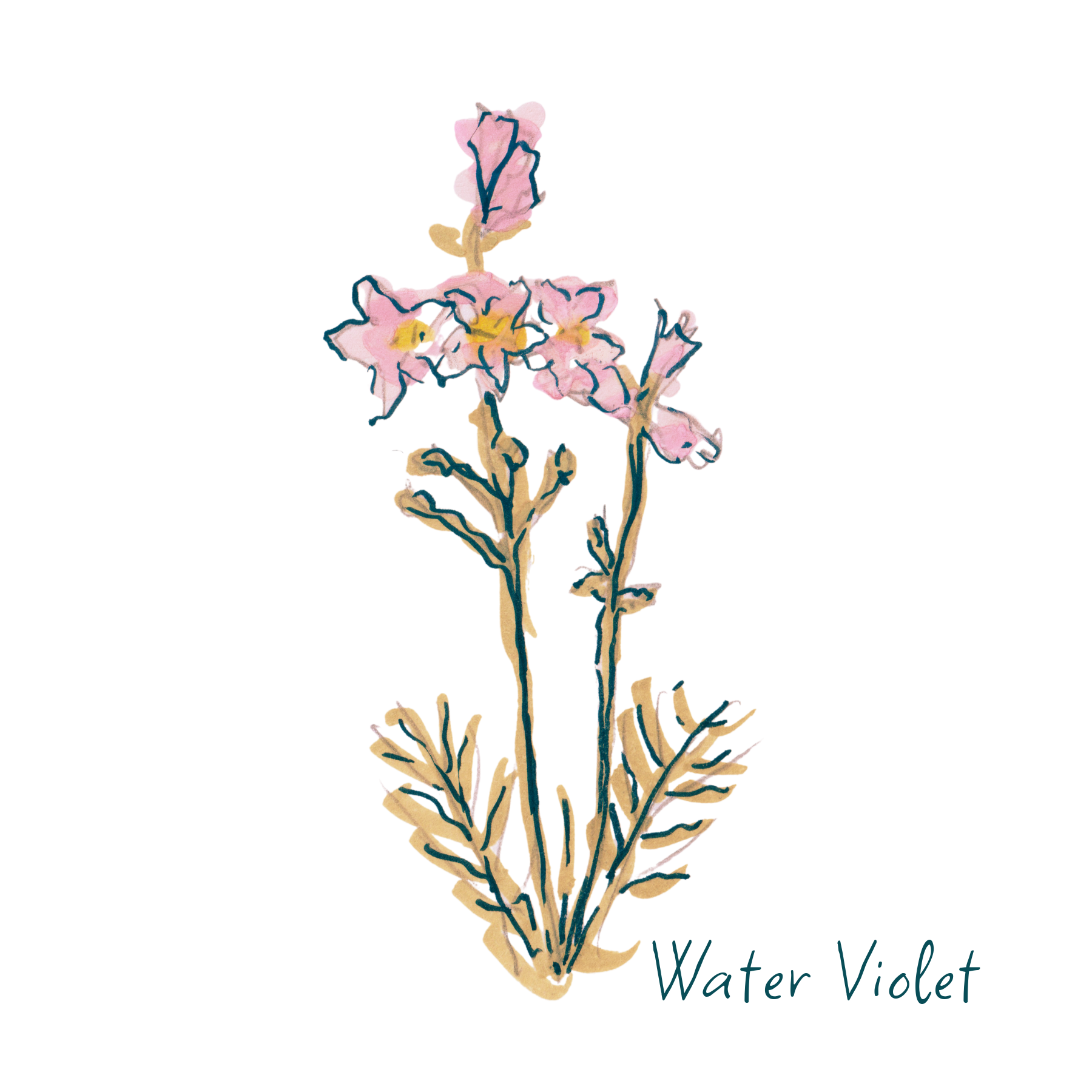 Water Violet