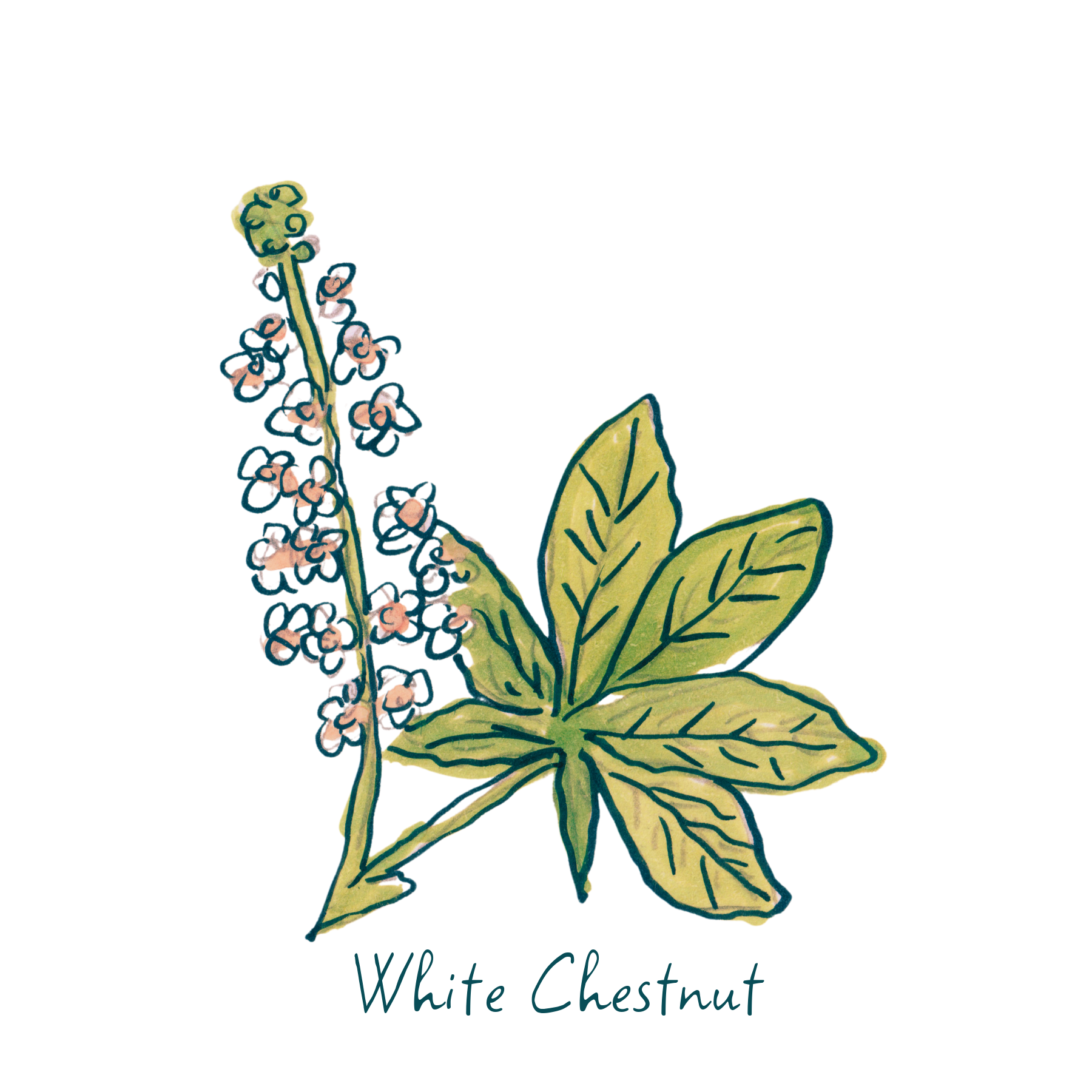 White Chestnut