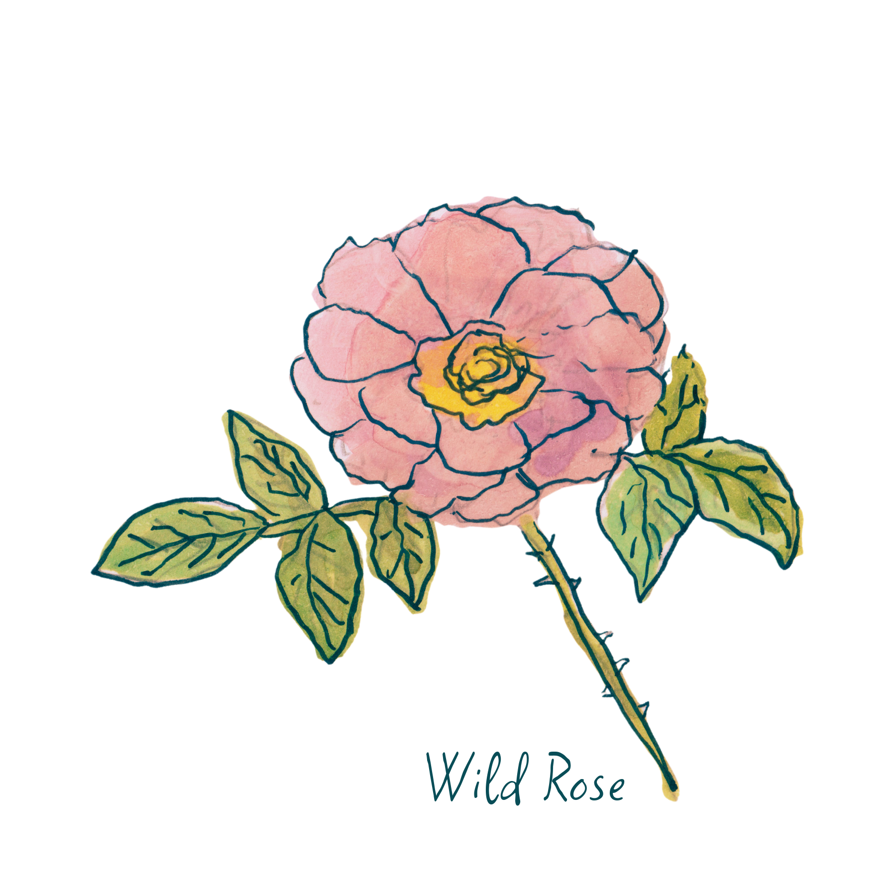 Wild Rose